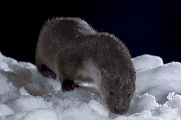 nutria en la nieve