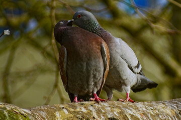 Pigeon