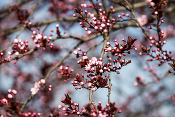 The fruits blossom in spring.