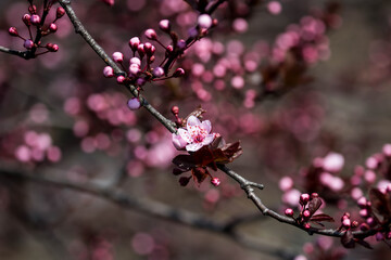 The fruits blossom in spring.