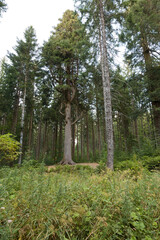 Sister of Grossvatertanne. Huge and old Silver Fir. Highest Fir Tree Called Grossvatertanne Surrounded By Other Giant Fir Trees In The Black Forest Germany. around 300 years old.