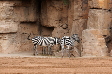 Fototapeta na wymiar Grant's Zebras, Equus quagga boehmi, the smallest of the Subspecies of the Plains Zebras