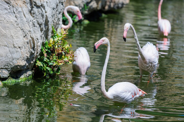 Flamingos Swimming in a Small Lake