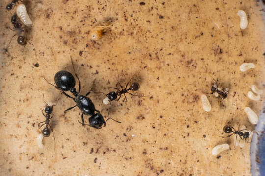 Ant queen and worker ants reaper, ant eggs on a plaster platform of an acrylic ant farm.