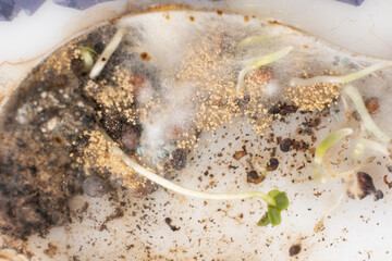 Mold and sprouted grains in an acrylic ant farm. Improper care of harvester ants, excessive...