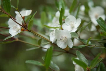 Foto auf Acrylglas Cradle Mountain endemic to Tasmania - Leatherwood flower (Eucryphia lucida) Flowering in summer. Tasmanian Wilderness