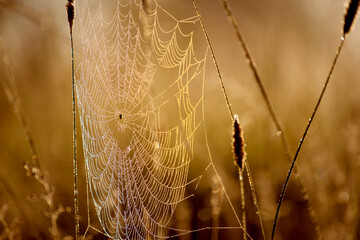 cobweb in a meadow in ball sunlight. Selective focus.