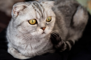 Gray lop-eared tabby cat. Close-up of a muzzle with yellow eyes.