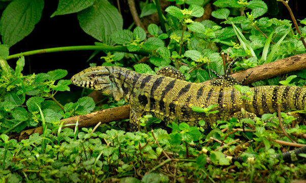 Teiu lizard in atlantic forest