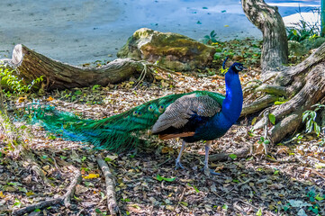 Fototapeta premium A view of a male peacock strolling in a garden near Fort Lauderdale, Florida on bright sunny day