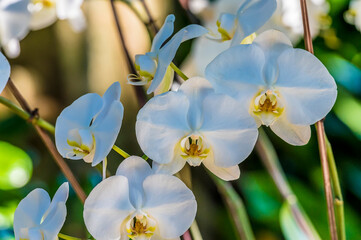 A view of a Moon Orchid in a garden near Fort Lauderdale, Florida on bright sunny day