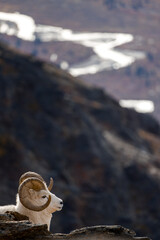 Dall Sheep ram with a view