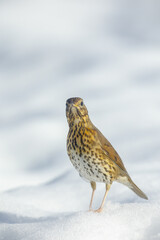 zorzal en la nieve