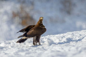 águila real en nieve