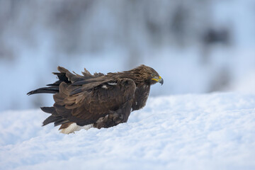 águila real en nieve