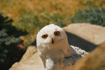 Curious owl