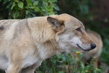 Fototapeta premium Gray Wolf (Canis lupus) Portrait - captive animal. Wolf at the zoo in the summer.