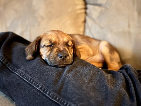 Cute Small Brown Puppy