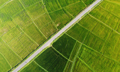 Aerial view of the road in the green agricultural fields of rice and tea. Beautiful texture background for tourism, design and agro-industry. Tropical landscape in Asia