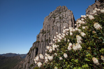 On the highest Mountain in Tasmania, Mount Ossa, Bellendena montana (Mountain Rocket) It is endemic...