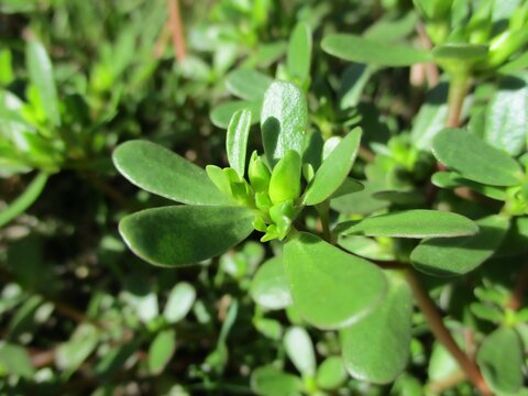 Pourpier potager (Portulaca oleracea), gros plan en ext&eacute;rieur ensoleill&eacute;.
