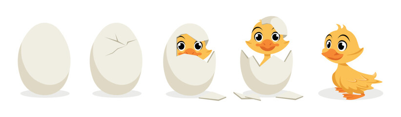 Vector illustration of cute and beautiful ducklings on a white background. Cute duckling hatching characters: whole egg, crack on the egg, duckling hatched in cartoon style.