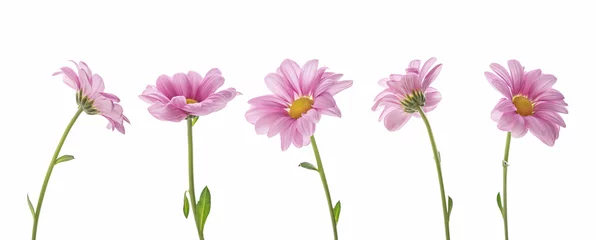 Zelfklevend Fotobehang pink daisies on a white isolated background © Berzyk
