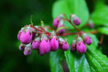 Żylistek Strawberry Fields Deutzia x hybrida Strawberry Fields © Perovskia