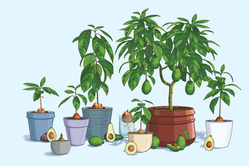 Collection of avocado trees. Plant the seed in a pot of soil. A mature tree bears ripe fruit. Vector illustration. Avocado sliced and whole. Home gardening, shop design, advertising or farm growing