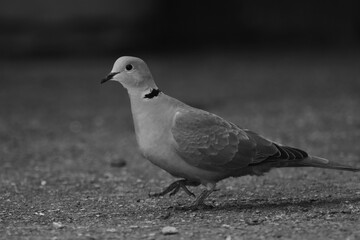 dove on the ground