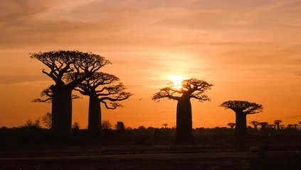 Gordijnen Beautiful Baobab trees at sunset at the avenue of the baobabs in Madagascar © nehuen