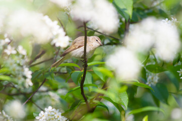 forest bird in spring among flowering branches