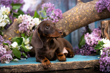 Dachshund  puppy brown tan in lilac flowers