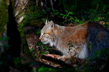 Obraz premium A beautiful view of a Eurasian lynx cat lying in wait with dark forest background