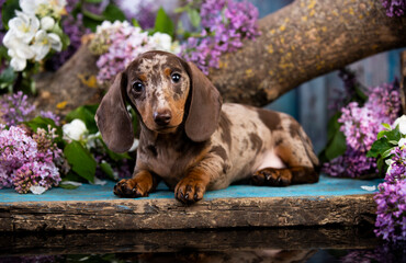Dachshund puppy brown tan merle in lilac flowers spring