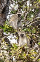 Vervet Monkeys (Chlorocebus Pygerythrus) sitting in a tree. Kruger National Park, South Africa