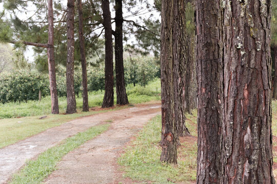 Tree bark and a path after the rain