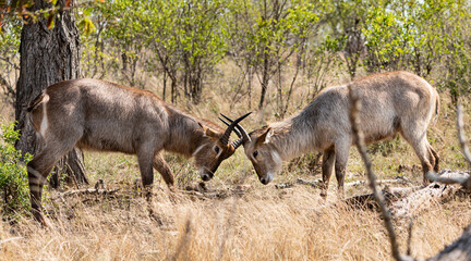 Two young Waterbucks (Kobus Ellipsiprymnus) fighting. Kruger National Park, South Africa