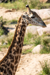 South African Giraffe (Giraffa giraffa) in Kruger National Park, South Africa