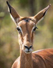 Female Impala (Aepyceros Melampus) portrait in Kruger National Park, South Africa
