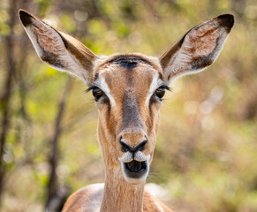 Female Impala (Aepyceros Melampus) portrait in Kruger National Park, South Africa