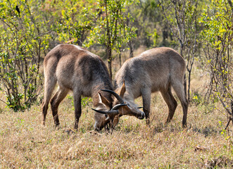 Naklejka na ściany i meble Two young Waterbucks (Kobus Ellipsiprymnus) fighting. Kruger National Park, South Africa