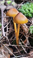 Wild Natural Mushrooms From New England Forests Found Foraging