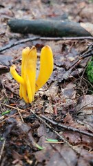 Wild Natural Mushrooms From New England Forests Found Foraging