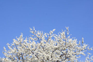 White cherry flowers on a branch against a blue sky. Copyspace. Selective focus.