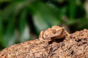 Crested gecko climbing a branch in a terrarium. (Correlophus ciliatus)