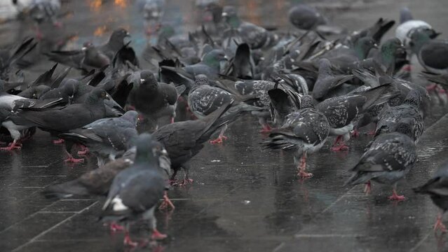 A large group of pigeons walk along the street in the city in search of food, slow motion
