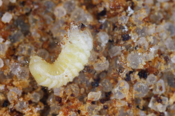 Obraz na płótnie Canvas Drugstore beetle, drug store weevil, biscuit beetle, bread beetle (Stegobium paniceum), larva stored product pest in the spices.