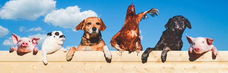 Lustige Bildmontage- Zwei Hunde , zwei Ferkel, ein Huhn und ein Kaninchen blicken über eine Bretterwand.