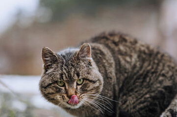 A beautiful striped gray large fluffy lonely homeless thoroughbred well fed cat sits in nature outdoors and licks his lips after eating. Animal photography, portrait.